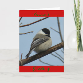 B21ブラックキャップ《鳥》アメリカゴガラ シーズンカード