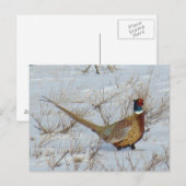 B22 雪の中のマカミキジ ポストカード (正面/裏面)