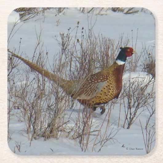 B23リングや輪首雉 スクエアペーパーコースター (正面)
