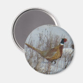 B23リングや輪首雉 マグネット (正面/裏面)