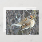 B24共通スパロー ポストカード (正面/裏面)