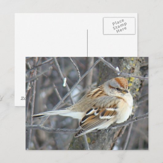 B24共通スパロー ポストカード (正面/裏面)