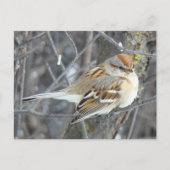 B24共通スパロー ポストカード (正面)