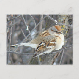 B24共通スパロー ポストカード