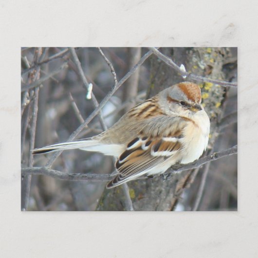 B24共通スパロー ポストカード (正面)