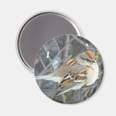 B24 一般的なスズメ マグネット (正面/裏面)