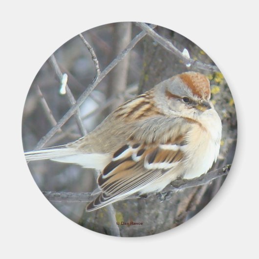 B24 一般的なスズメ マグネット (正面)