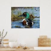 B25ノーザンショベラードレイク ポスター (キッチン)