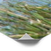 B26ノーザンショベラードレイク ポスター (角)