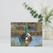 B26ノーザンショベラードレイク ポストカード (スタンド正面)