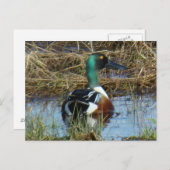 B26ノーザンショベラードレイク ポストカード (正面/裏面)