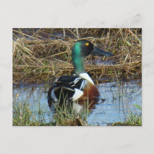 B26ノーザンショベラードレイク ポストカード (正面)