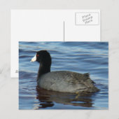 B27 カイツブリ ポストカード (正面/裏面)