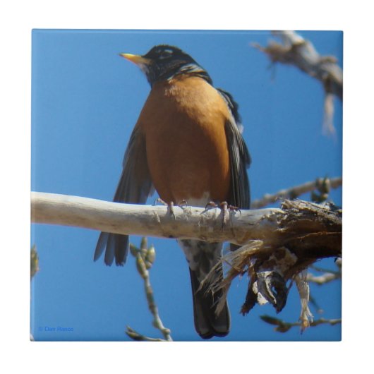 B28ロビン タイル (正面)