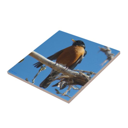 B28ロビン タイル (側面)