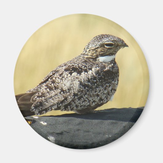 B29一般的なナイトウォーク マグネット (正面)