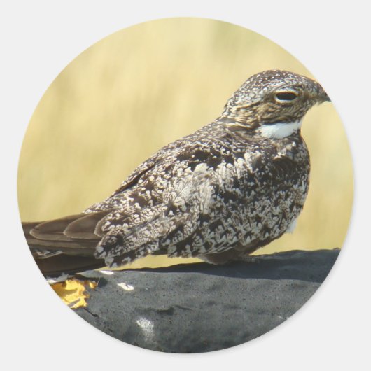 B29 コモンナイトホーク ラウンドシール (正面)