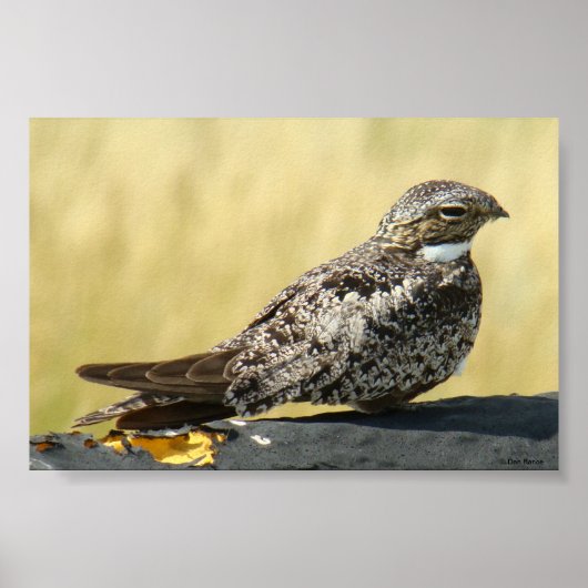 B29 コモン・ナイトホーク ポスター (正面)