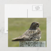 B2 コモン・ナイトホーク ポストカード (正面/裏面)