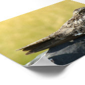 B30 コモンナイトホーク ポスター (角)