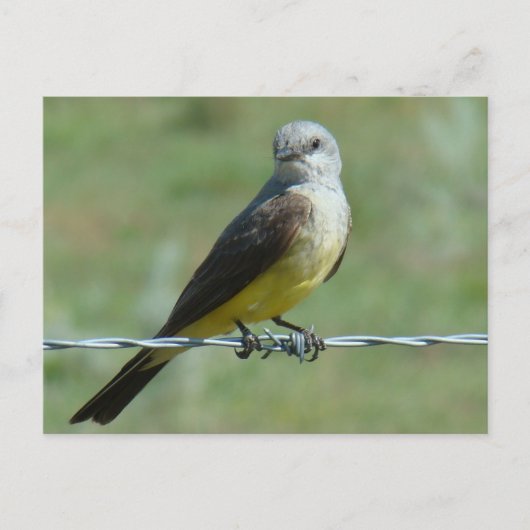 B32 コリヤドリ ポストカード (正面)