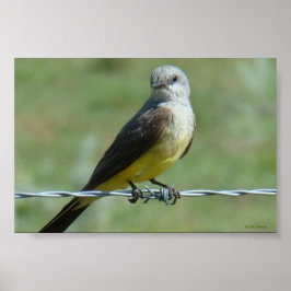 B32 Western Kingbird ポスター