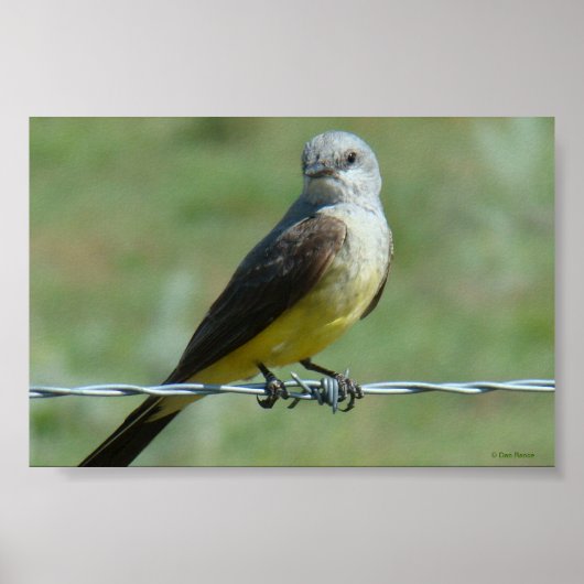 B32 Western Kingbird ポスター (正面)