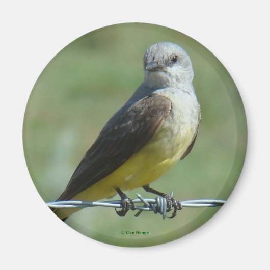 B32 Western Kingbird マグネット (正面)