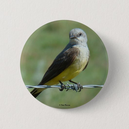 B32 Western Kingbird 缶バッジ (正面)