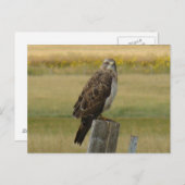 B33スワインソンのタカ ポストカード (正面/裏面)