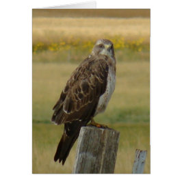 B33 スウェインソンハクチョウ
