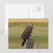 B33 スウェインソンハクチョウ ポストカード (正面/裏面)