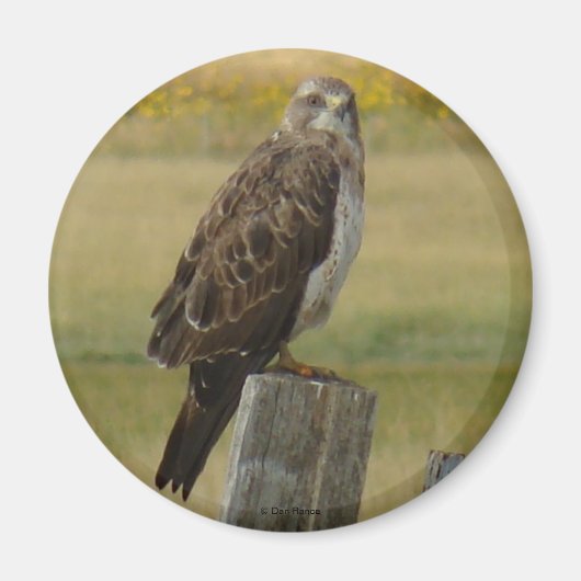 B33 スウェインソンハヤブサ マグネット (正面)