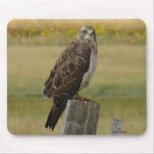 B33 スウェインソンハーク