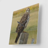 B33 Swainsonのタカ スクエア壁時計 (傾斜)