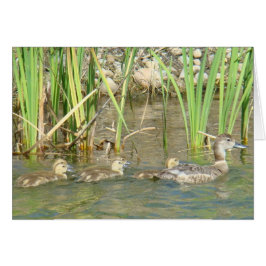 B34母アヒルおよび子ガモ