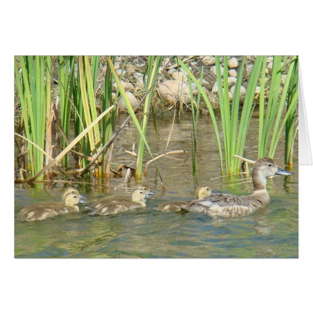 B34 マガモとヒナ (正面横)