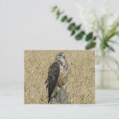 B35 フェラギナス・ホーク ポストカード (スタンド正面)