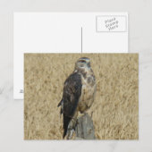 B35 フェラギナス・ホーク ポストカード (正面/裏面)