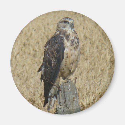 B35 ワシミミズクが小麦畑に マグネット (正面)