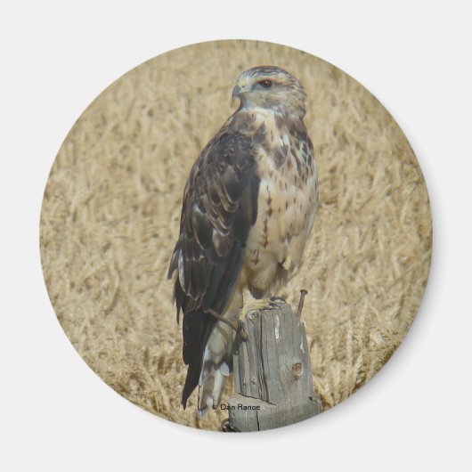 B36 ワシミミズクが小麦畑に マグネット (正面)