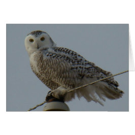 B38スノーフクロウ