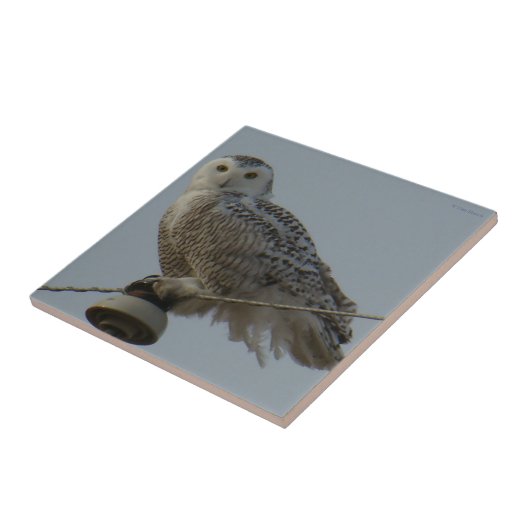 B38スノーフクロウ タイル (側面)