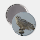 B38スノーフクロウ マグネット (正面/裏面)