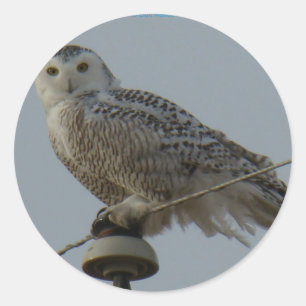 B38雪フクロウ ラウンドシール
