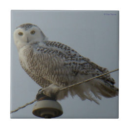 B38 雪のオオワシ タイル