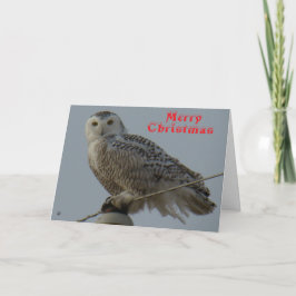 B38 雪の白いフクロウのクリスマスカード サンキューカード