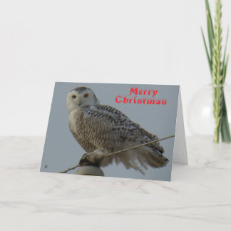 B38 雪の白いフクロウのクリスマスカード サンキューカード