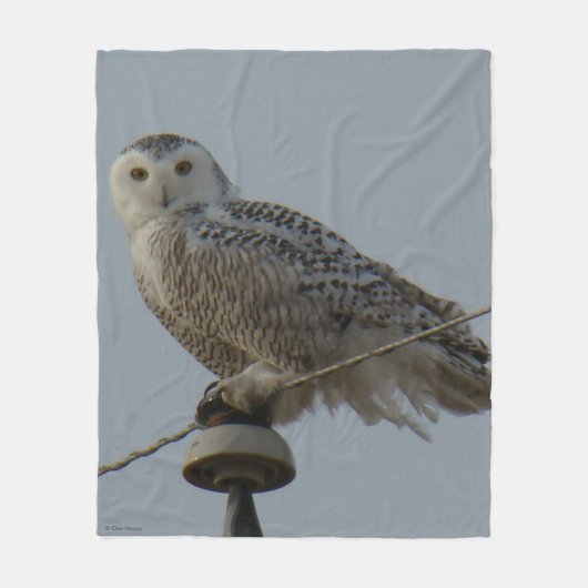 B38 雪の白いフクロウの碍子 フリースブランケット (正面)