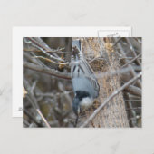 B39 アカハシシタゴリ ポストカード (正面/裏面)